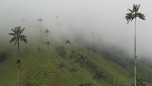 A la fecha, el país registra 190.000 hectáreas de ecosistemas naturales en proceso de restauración. Colprensa