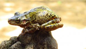 Expertos aseguran, que se cree que la piel de esta especie sirve como barrera protectora de microorganismos y de otros depredadores. Colprensa