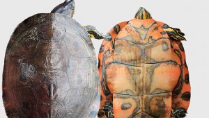 Para determinar que, en efecto, se habla de una nueva especie, los investigadores basaron sus estudios en doce muestras de sangre, análisis filogenéticos, y siete muestras de capturas silvestres de individuos en tres localidades: ciénaga de Marriaga (Unguía, Chocó), La Honda (Ríosucio, Chocó) y Turbo (Antioquia). Carlos del Valle