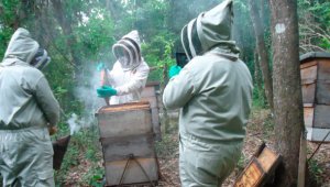 Se espera a mediano plazo no solo obtener miel, sino también sacar producciones de polen y propóleo. Cortesía