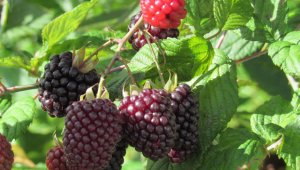 En Pamplona, el proyecto va a la par con la instalación del sistema de goteo a 139 productores de mora de 11 veredas. Roberto Ospino