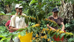 También se está plantando árboles forestales y maderables que puedan brindar protección a los cultivos de café. Archivo