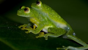 812 especies de anfibios hacen de Colombia el segundo país con mayor número de estas especies. Internet