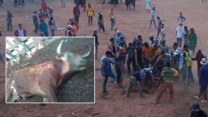 El deceso del vacuno causó diversas reacciones de rechazo de animalistas. Las corralejas también han dejado 31 personas lesionadas. Npnoticias.com