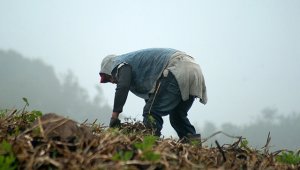Los departamentos más afectados por las heladas que se presentan en horas de la madrugada son Cundinamarca, Boyacá, Nariño y municipios que estén por encima de los 1.500 metros sobre el nivel del mar. Archivo de La Opinión