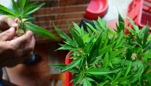 Seis estados permiten actualmente la venta y uso recreativo de la marihuana y otros 29, la capital y varios territorios han legalizado la marihuana para uso medicinal. Archivo