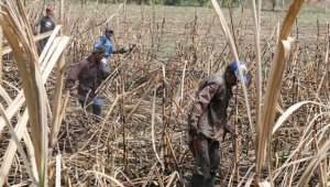 La caída de la producción de caña de azúcar causó múltiples deudas a los agricultores, quienes migraron a otros cultivos y a otras actividades con miras a recuperarse. Archivo