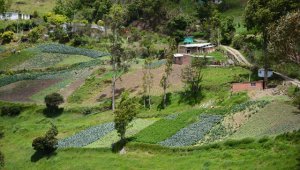 Gremios del sector agrícola de Norte de Santander aseguran que en el departamento no hay planes ni campañas que impulsen el uso de seguros agropecuarios. Archivo