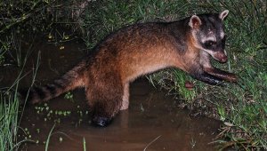 Manilavado. Carlos Cáceres - Wilber Ruiz