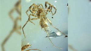 Universidad de Kansas /Today.ku.edu