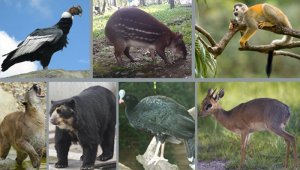 Especies como loros, osos perezosos, mono capuchino, reptiles, guacamayas y algunos felinos silvestres son los más afectados por el tráfico de fauna en la región. Archivo