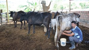 El gobierno estableció un precio diferencial para la compra de leche dentro de los municipios considerados Zonas Más Afectadas por el Conflicto Armado (Zomac). Archivo