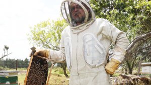 En Colombia el negocio de la apicultura es manejado por pequeños empresarios. Colprensa