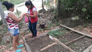 Los huertos se harán en los patios de las casas en la zona urbana del municipio. Cortesía