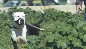 Los controles se realizan en los barrios y conjuntos cerrados del municipio. Internet