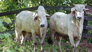 Tras conocer el caso, que se presentó en el departamento de Arauca (fronterizo con Venezuela), se activaron "todos los protocolos sanitarios", Colprensa