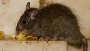 Uno de los policías aseguró que la droga desaparecida había sido comida por las ratas, una explicación que desencadenó el inicio de la causa penal.  Colprensa