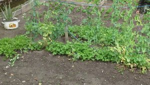 A las familias que participan se les entrega las semillas, los insumos para la siembra, además de una capacitación en el área impartida por el Sena. Archivo