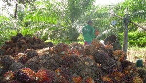 una semana en la que no se pueda transportar el corozo de la palma aceitera representa alrededor de cuatro mil millones de pesos en pérdidas. Archivo