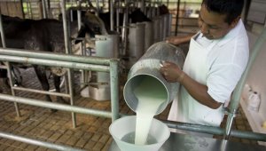 Un Tratado de Libre Comercio con Nueva Zelanda generaría la afectación productiva de 400.000 fincas lecheras, según la Asociación Colombiana de Procesadores de la Leche (Asoleche). Archivo