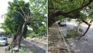 Las especies en el canal de Bogotá son las primeras en atender en la ruta que trazó la Alcaldía y Corponor. En el resto de la ciudad la mitad de las especies que existen cumplió su ciclo de vida. César Obando