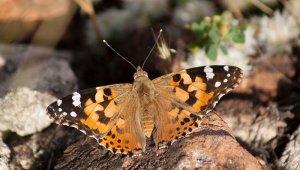 Mariposa 'Vanesa cardui'. Internet