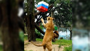 Hace algunos días, los leones acertaron que Rusia vencería al Arabia Saudita en el partido inaugural. Canal1.com.co