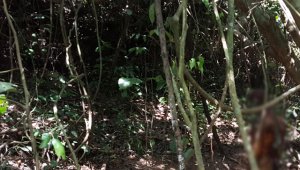 El cuerpo fue encontrado en esta zona boscosa, cercana al corregimiento de San Faustino. La Opinión