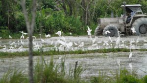 EL Igac presentó una nueva alarma por el consumo de agua para los arrozales que podría desembocar una crisis por desabastecimiento. Archivo La Opinión