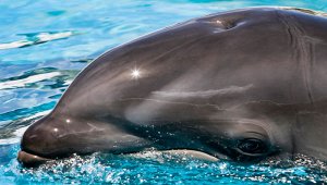 El padre del extraño animal es un delfín y su madre una ballena del tipo Peponocephala electra. Tomada de twitter