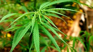 El negocio del cannabis puede facturar al menos unos 7.000 millones de dólares al año. Colprensa