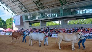 Lograron el 3° puesto en la categoría hembras de 17 a 18 meses con el ejemplar Kata.  Cortesía