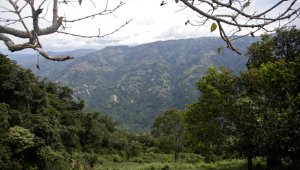 Los precios del café no dejan de caer desde hace más de dos años. Colprensa