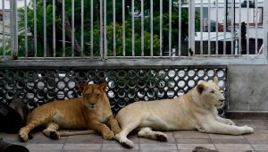 En la azotea de su casa viven 3 leones: Nojoch, Gorda y Numbi. AFP