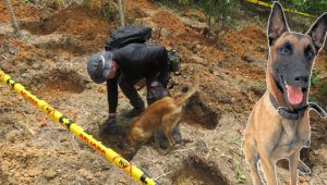 El canino está entrenado para detectar las osamentas en profundidades. Cortesía