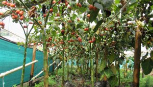 En el invernadero hay 75 arbustos de tomate de árbol.  Roberto Ospino