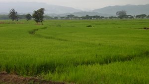 Perú dejará de aplicar la sanción recientemente impuesta a las exportaciones colombianas. Colprensa