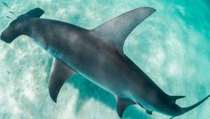 En el pasado mes de mayo, Costa Rica declaró al Golfo Dulce como santuario del tiburón martillo @alexkyddphoto