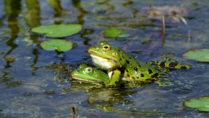 Se llevó a cabo un estudio publicado en una revista especializada.
Internet
