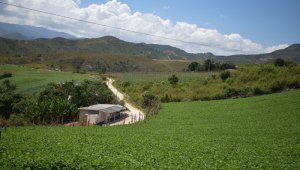 Diversos cultivos de la región podrían hacer parte de la Agricultura por Contrato, mecanismo creado para fortalecer la comercialización de los productos del campo.
Archivo