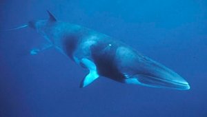 Rorcual Común, una de las especies amenazadas. Pinterest