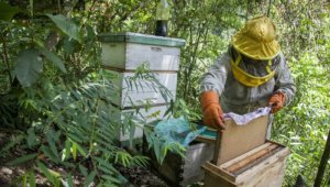 Los efectos de estos productos químicos en las abejas son irreversibles y afectan principalmente sus aptitudes motoras y espaciales, AFP