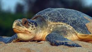 El informe científico fue publicado por el Instituto Politécnico Nacional de México. Internet