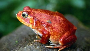 Los investigadores descubrieron que los animales eran capaces de controlar los intervalos de sus llamadas para evitar que se solaparan entre ellos. Colprensa