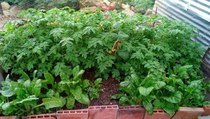 251 personas del barrio Cerro Norte. Cortesía