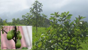 Los beneficiarios están ubicados en zonas que están por debajo de los 1.800 metros sobre el nivel del mar. Archivo La Opinión