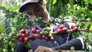 Para el mismo mes de 2018, ese indicador se ubicó en 1,13 millones de sacos. Colprensa