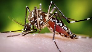 Las autoridades lanzaron la campaña ‘Córtale las alas al dengue’, que busca que todos los colombianos estén alertas ante esta enfermedad y adopten mecanismos de prevención.
 Colprensa