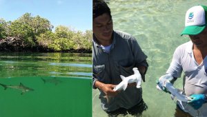 El tiburón martillo se encuentra en su Lista Roja en la categoría de especies "En Peligro" debido a su lento crecimiento y su baja capacidad reproductiva. Parque Galápagos