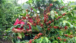 Los mejores cafés del concurso, incluidos los ganadores, serán subastados por primera vez en el exterior el próximo sábado 13 de abril. Archivo